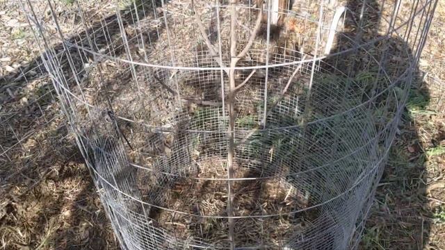 Growing Paw Paw Trees in California-Year 4