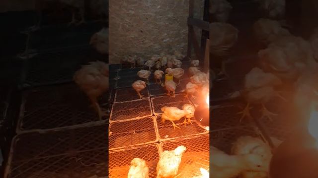 Сухой пол в курятнике у броллеров