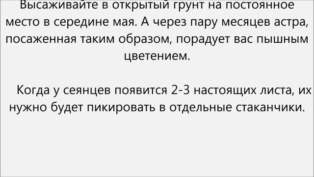 Когда сажать астры