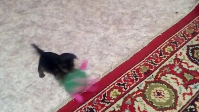 Трёхнедельный щенок йорика нападает на арбузик.