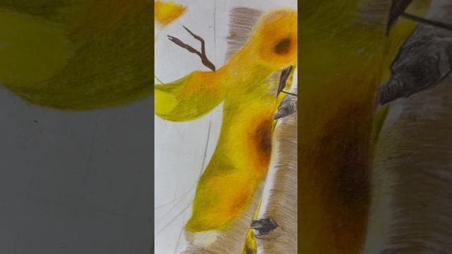 Как рисовать цветными карандашами .