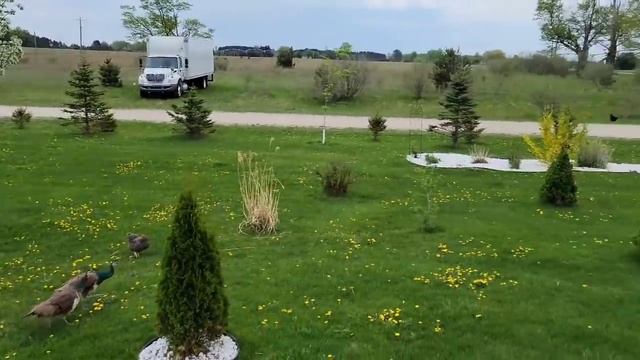 МОЙ ПОДАРОК/ГОСТЬ ИЗ СИБИРИ АЛТАЙСКИЙ КРАЙ