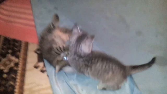 Борьба котов приемы захваты удушения