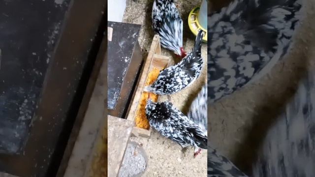 Почему меньше яиц? Курочки Леггорн Далматинец. Часть вторая.