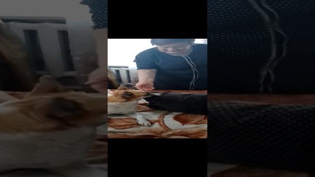 шалость почти удалась