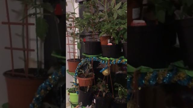 Как можно разместить все на подоконнике