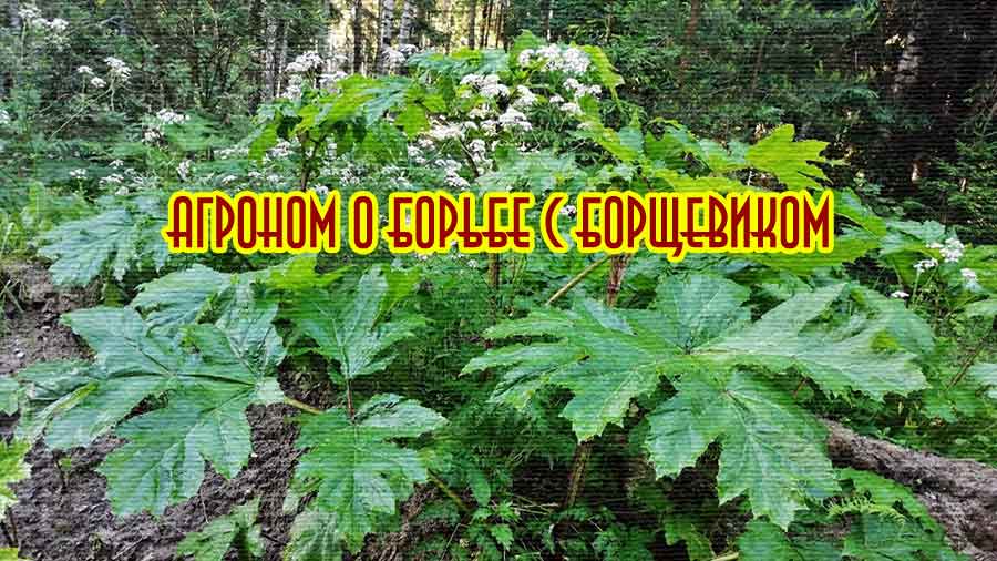 Борьба с борщевиком на участке
