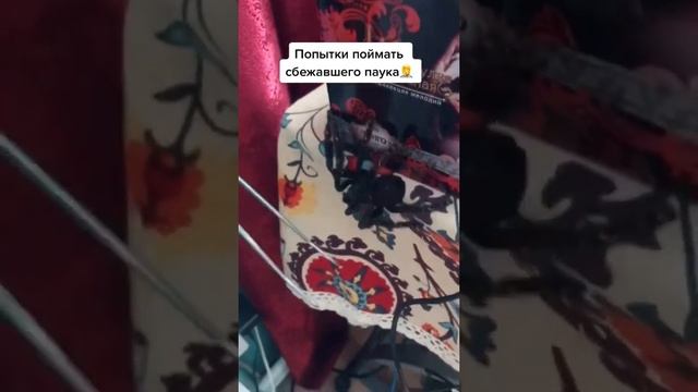 Пытаюсь поймать сбежавшего паука птицееда.