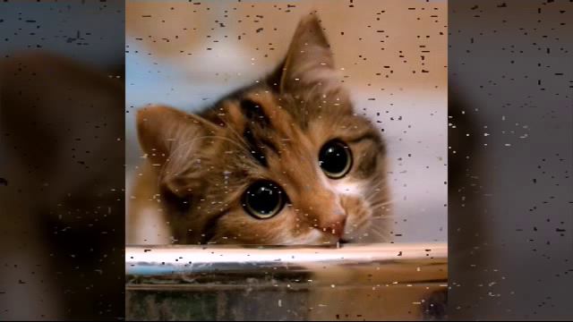 Немного котиков))))