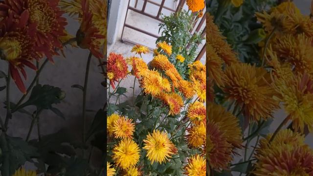 Eye-catching Chrysanthemum Dhalia Petunia Rose and Marigold from my garden plants#flowers #relaxing
