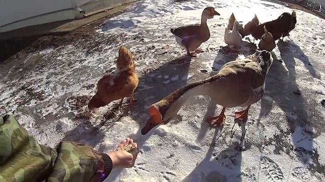 Гуси гуси га га га  Ева кормит гусей