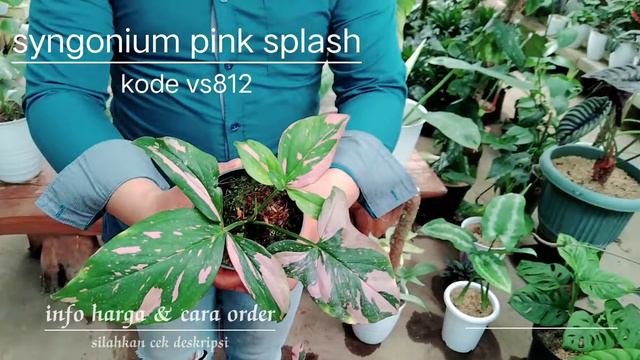 Tanaman Hias Syngonium Pink Splash Kode Vs812