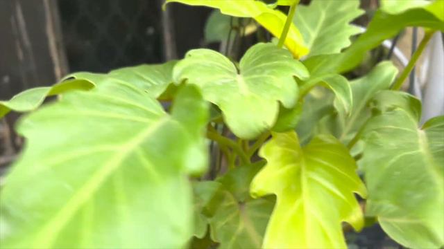 15 uncommon & beautiful plants for Hanging baskets ॥लगाइए 15 खूबसूरत और अनूठे हैंगिंग बास्केट प्लां