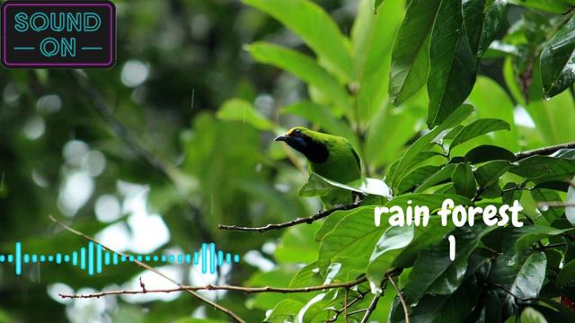 Sound FX - Rain Forest (SFX)
