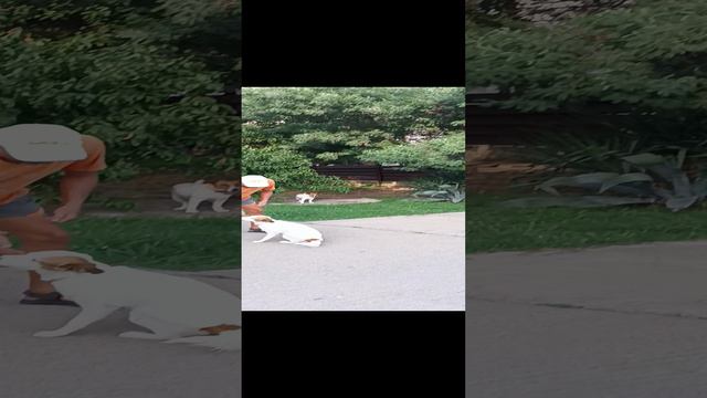 Щенок Мики 🐕 и Бродяга Братан 🐶.mp4