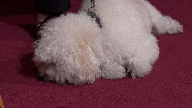 Is Dog Sitter Responsible for Bichon Attack? | Part 2