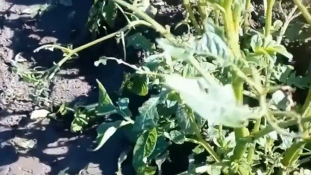 Отвлекающие посадки для колорадского жука