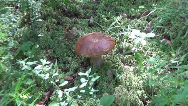 Лес Грибы Лебяжье Forest Mushrooms 2020.07.20