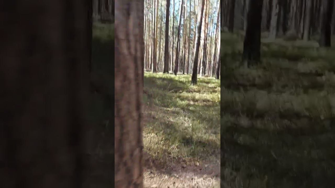 #красотавокруг #природа #весна