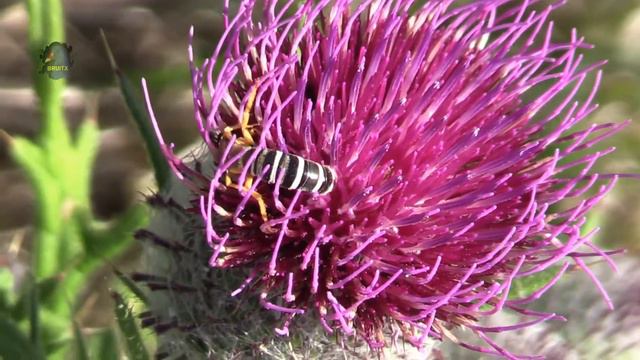 HALICTE De La Scabieuse/Abeille Sociable/Halictus Scabiosae ! BRUITX