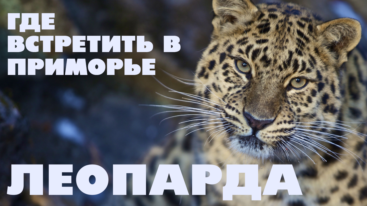 Где встретить дальневосточного леопарда? / Путешествие по Приморскому краю