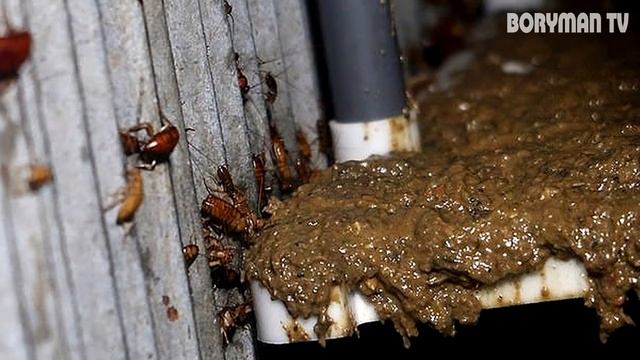 ЛЮДИ СМЕЯЛИСЬ КОГДА ОН ЗАХОТЕЛ СДЕЛАТЬ БИЗНЕС НА ТАРАКАНАХ! А ТЕПЕРЬ ОН МИЛЛИОНЕР!