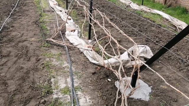Подвязка винограда. Кормление клубники и малины.
