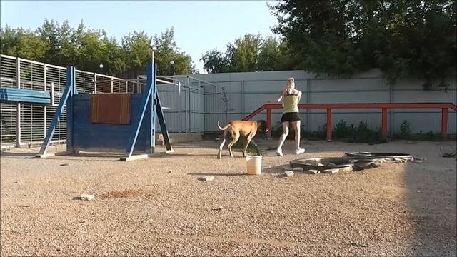 Дрессировка собак. Кинолог. Хендлинг Выставка Немецкий Дог день третий.