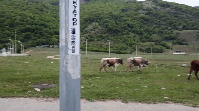 👍Заправились и чинно, соблюдая ПДД, карачаевские...гуськом идут на отдых😍