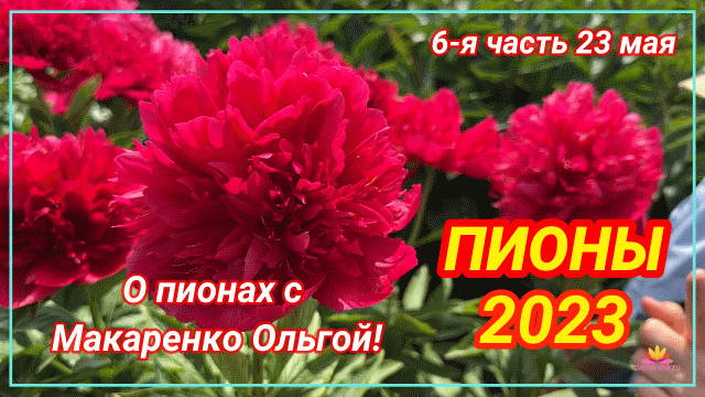 Цветение пионов 23 мая 2023 года / Сад Ворошиловой