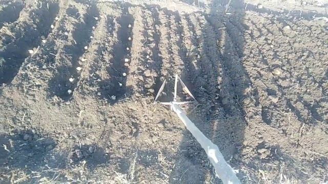 САДИМО ЦИБУЛЮ НА ЗИМУ