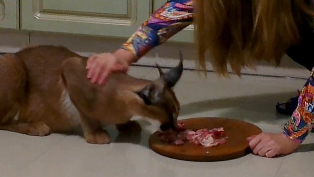 ♔VipLeo. Каракал и мясо. Caracal