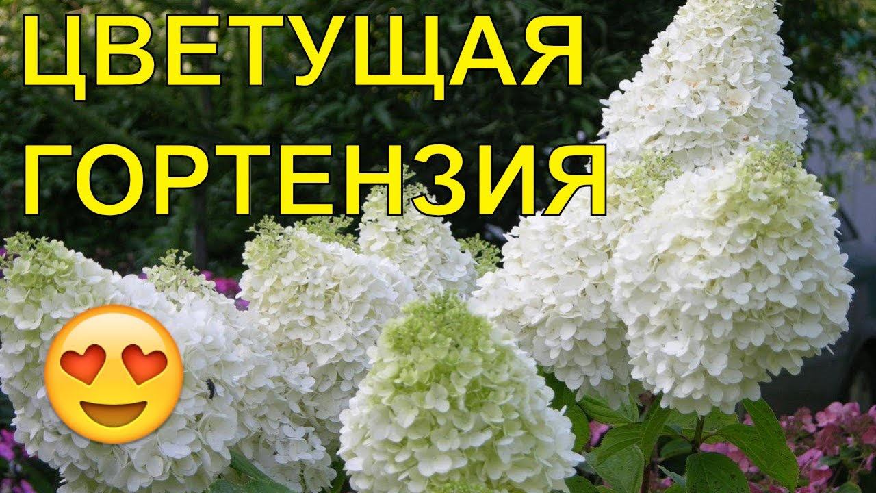 ЦВЕТУЩИЕ ГОРТЕНЗИИ! СУПЕР!
