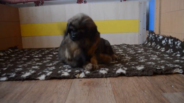Ханна и Халиси 1,5 месяца