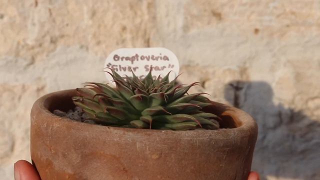 GRAPTOVERIA "SILVER STAR" (November 6, 2020)