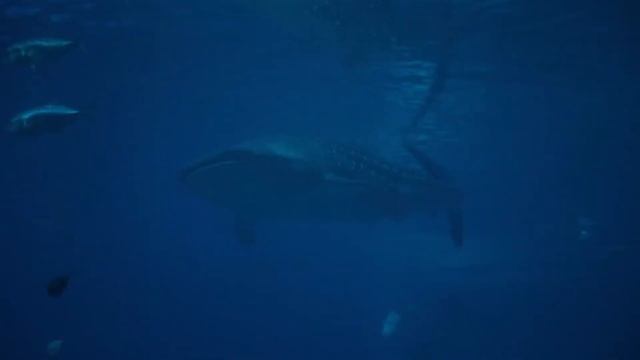 Relaxing Dolphin Whale Music