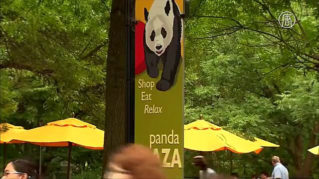 Панда из зоопарка Вашингтона отметила день рождения (новости)