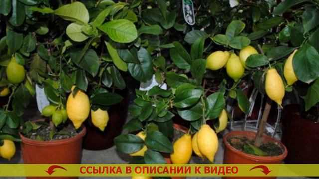 🔴 Как выращивать лимон в домашних 😎