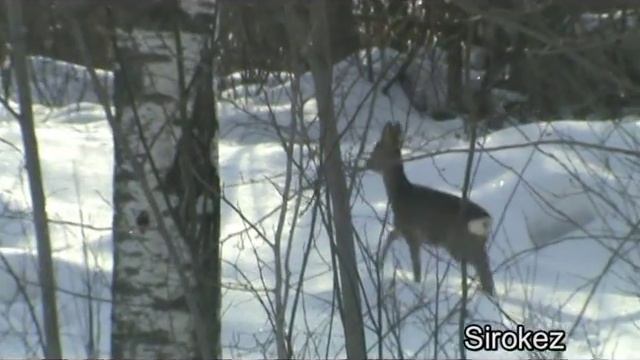 Животные на дороге. Косуля
