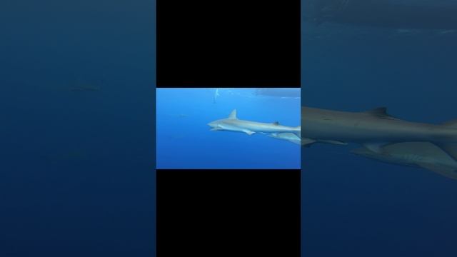 3D модель акула.mp4