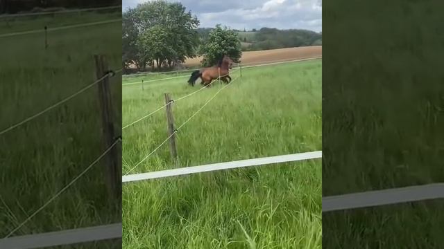 Лошадь рвёт электрическую изгородь.