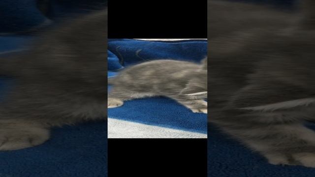 Котята Экзоты
