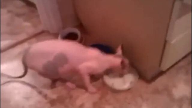 Приколы с животными  Funny kitten videos   Talking cat828