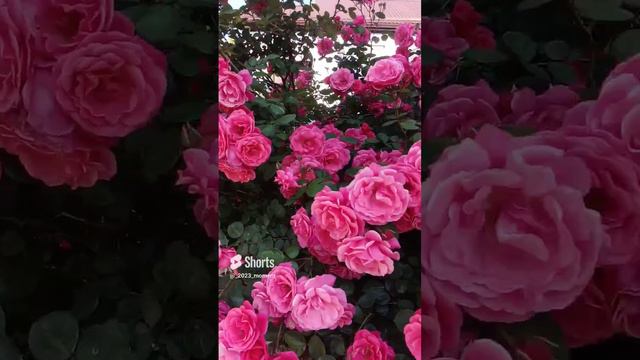 красота куста роз 20 мая Архипо-Осиповка
