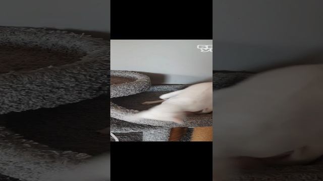 Баталии кошек