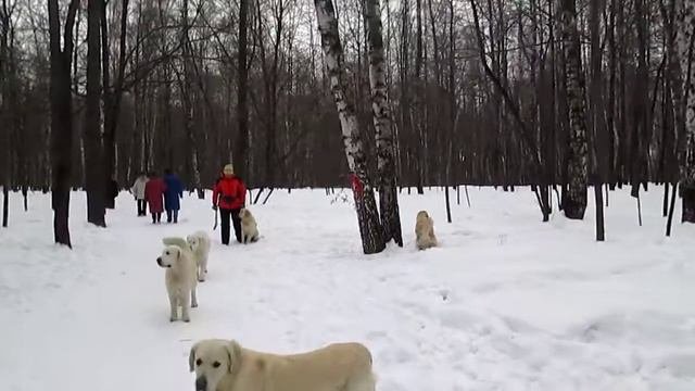 Веня и Дарси2 аппортировочка