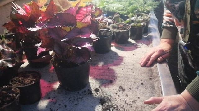 Самый простой и быстрый  способ размножения бегоний декоративно лиственных
