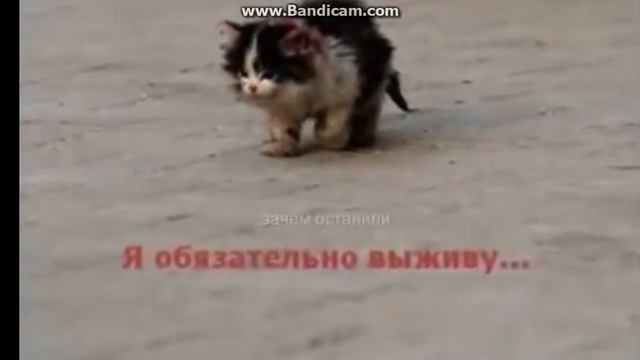 Котёнок в колодце