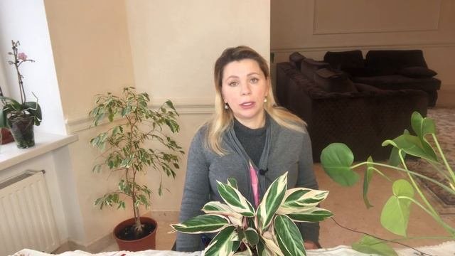 МАРАНТЫ  ЧТО НУЖНО ЗНАТЬ