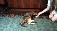 Варианты команд дрессировки для кошки\ чему можно научить кошку.